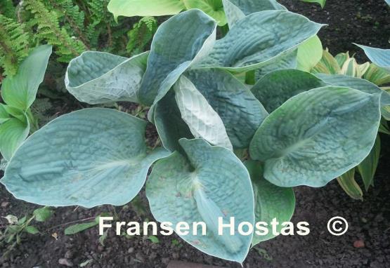 Hosta Lakeside Pebbles